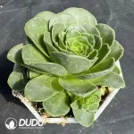 Aeonium Selected Maopa Teddy Bear - Image 2