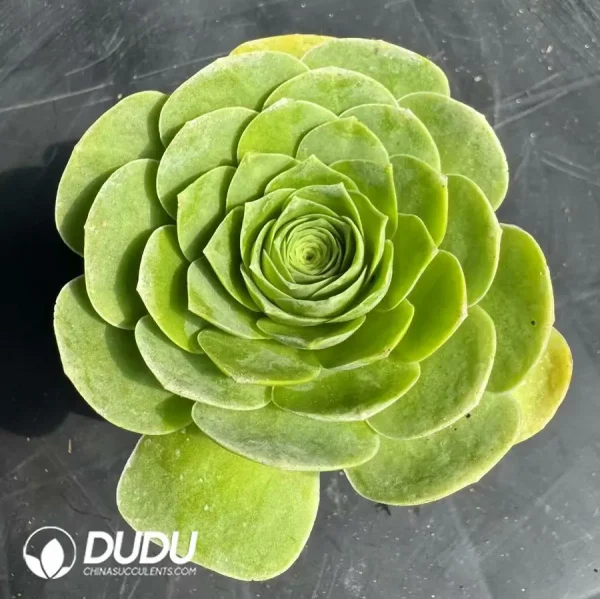 Aeonium Love Letter Peach - Image 1