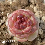 Echeveria OF1285