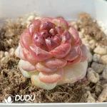 Echeveria OF1285 - Image 2
