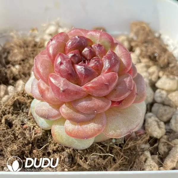 Echeveria OF1285 - Image 2