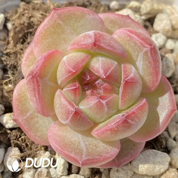 Echeveria OF1172 - Image 1