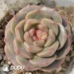 Echeveria OF927