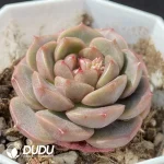 Echeveria OF927 - Image 2