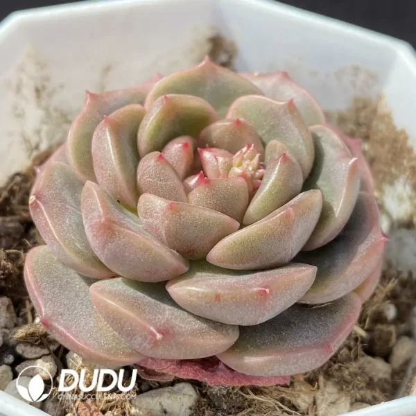 1756124335-1743402676-e202.webp Echeveria OF927 - Image 2