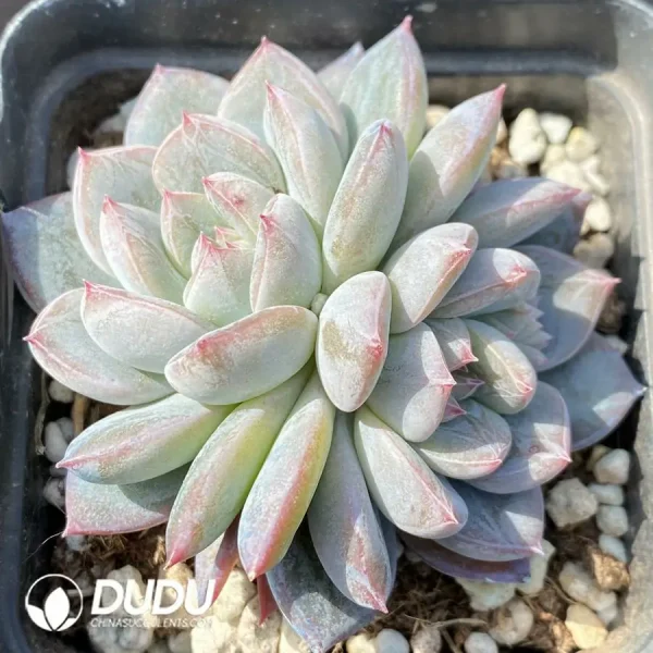 1756124336-1743402681-e201.webp Echeveria OF1005 - Image 1