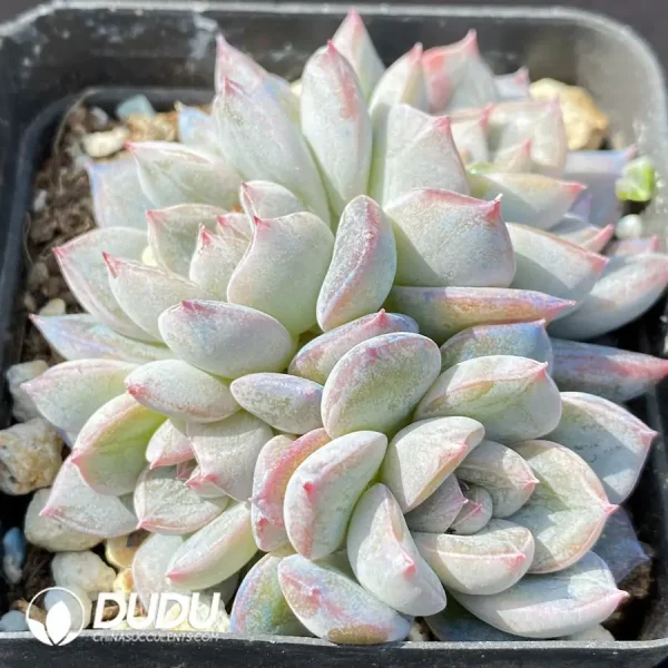 1756124337-1743402686-e202.webp Echeveria OF1005 - Image 2