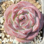 Echeveria OF589