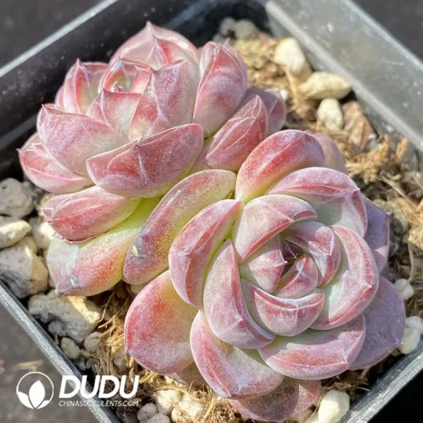 Echeveria OF589 - Image 2
