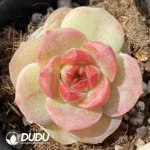 Echeveria OF1285