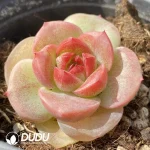 Echeveria OF1285 - Image 2