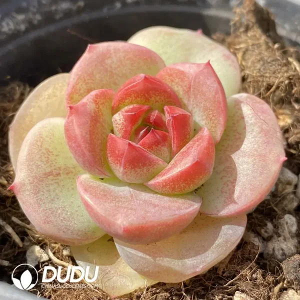 Echeveria OF1285 - Image 2
