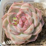 Echeveria OF1316