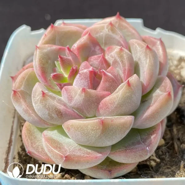 1756124344-1743402709-e202.webp Echeveria OF1316 - Image 2