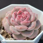 Echeveria OF187 - Image 2