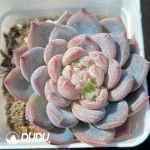 Echeveria OF733