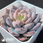 Echeveria OF733 - Image 2