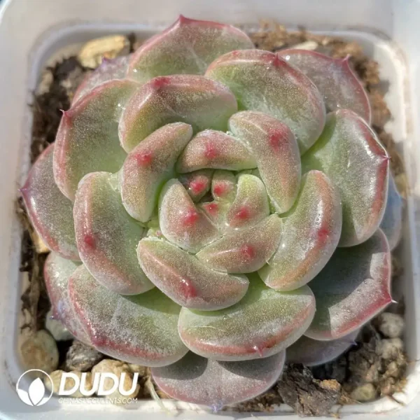 1756124350-1743402725-e201.webp Echeveria OF1129 - Image 1