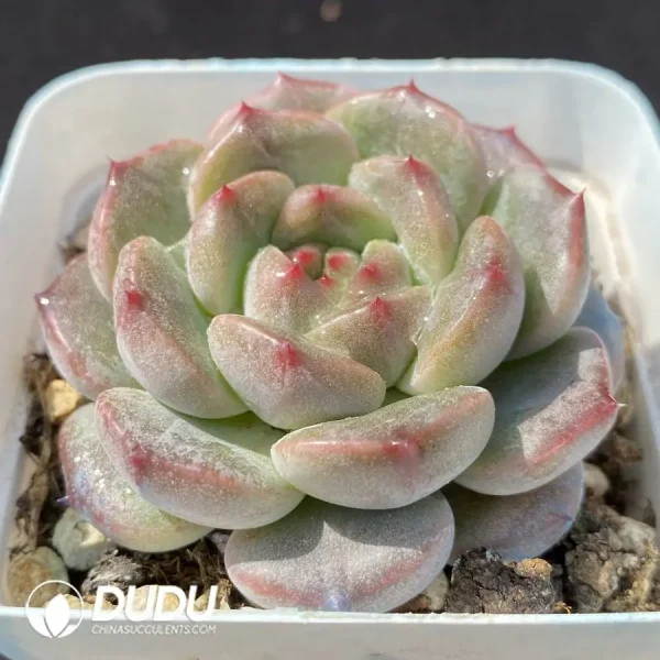 1756124351-1743402727-e202.webp Echeveria OF1129 - Image 2