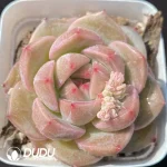 Echeveria OF1176