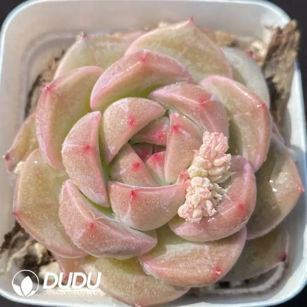 1756124352-1743402730-e201.webp Echeveria OF1176 - Image 1