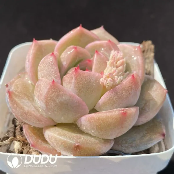 1756124353-1743402732-e202.webp Echeveria OF1176 - Image 2