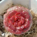 Echeveria OF134