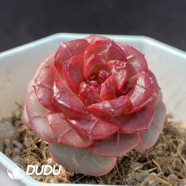 Echeveria OF134 - Image 2