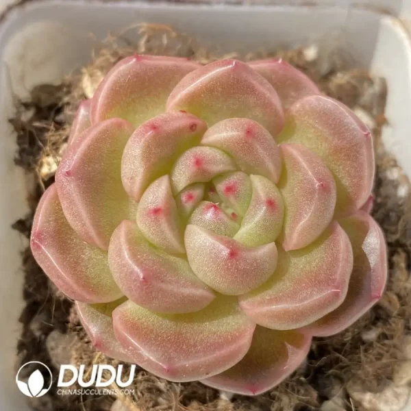 1756124358-1743402754-e201.webp Echeveria OF1263 - Image 1