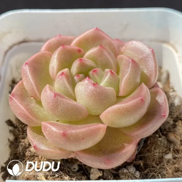 1756124360-1743402757-e202.webp Echeveria OF1263 - Image 2