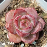 Echeveria OF1306