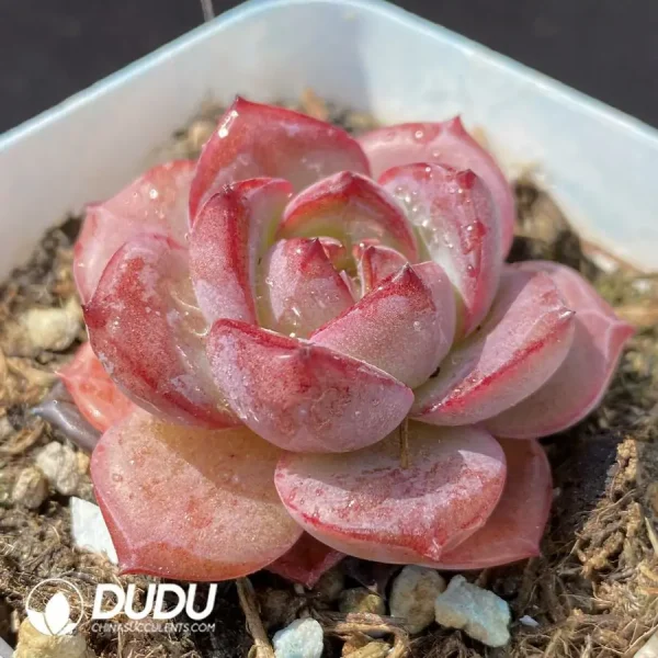 Echeveria OF1306 - Image 2