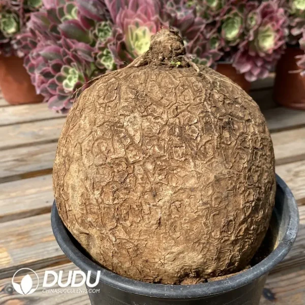 Stephania erecta - Image 1