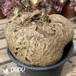 Stephania erecta - Image 2