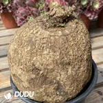 Stephania erecta - Image 3