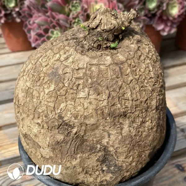 Stephania erecta - Image 3