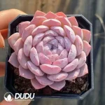 63Pcs Echeveria Snow Beauty
