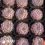 63Pcs Echeveria Snow Beauty - Image 2