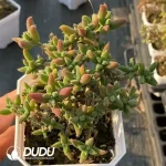 63Pcs Dicrocaulon Cob