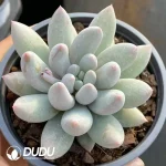 35Pcs Pachyveria Angel Fingers