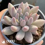35Pcs Pachyveria Angel Fingers - Image 2