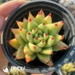 35Pcs Echeveria Golden Maria SIngle/Double heads Randomly