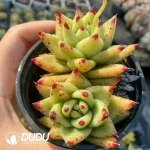 35Pcs Echeveria Golden Maria SIngle/Double heads Randomly - Image 2