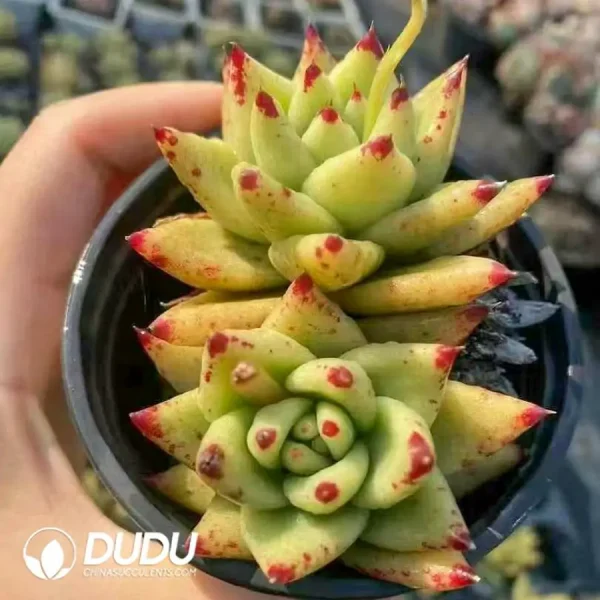 35Pcs Echeveria Golden Maria SIngle/Double heads Randomly - Image 2