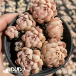 35Pcs Echeveria Meni Clustering