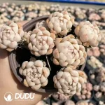 35Pcs Echeveria Meni Clustering - Image 2