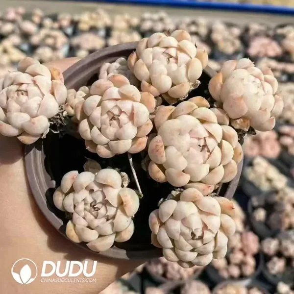 35Pcs Echeveria Meni Clustering - Image 2