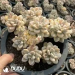 12Pcs Echeveria Natural Allen Variegated Clustering