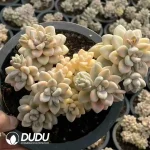 12Pcs Echeveria Natural Allen Variegated Clustering - Image 2