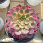15Pcs Aeonium Lychee Clustering